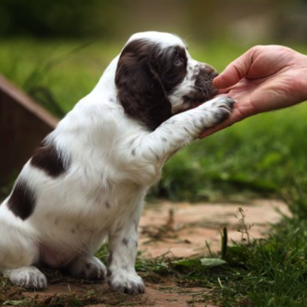 ฝึกลูกสุนัข (Training Puppy)